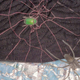 “Pampas Grass: Spider Web,” (2014), mixed media. Credit: Judy Ferguson. Used with permission.